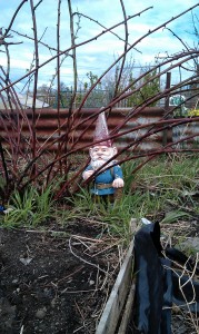 Erik the Gnome has been on  our allotment for about 10 years now, keeping an eye on it while we are not there. In the summer he hides in the brambles so this is the last month that he is easily spotted.